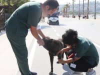 Büyükçekmece'de sokak hayvanlarına sağlık taraması yapıldı