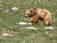 Bolu'da ayının saldırdığı yaşlı adam hastaneye kaldırıldı