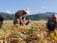 Yaklaşık 900 milyon çiftçi için sıcaklık stresi alarmı