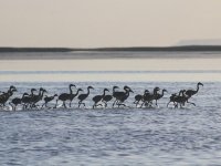 Flamingo yavruları Tuz Gölü'nde büyüyor