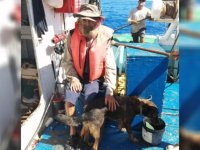 Köpeğiyle okyanusta  2 ay yaşam mücadelesi veren Avustralyalı balıkçı karaya ulaştı