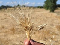 Kastamonu'da "buğdayın atası" siyezin hasadı başladı