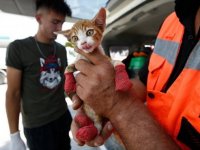 Orman yangınlarında zarar gören hayvanların yaralarını sarıyorlar