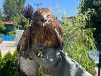 Bolu'da bitkin halde bulunan kızıl şahin tedavisinin ardından doğaya salındı