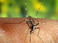 Belli Özelliklere Sahipseniz Sivrisinekler Tarafından Isırılmanız Kaçınılmaz