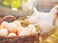Yumurtada Yeni Tehlike: Nitrofuran