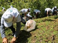 Orta ve Doğu Karadeniz'de, üretici ve mevsimlik tarım işçileri fındık hasadını bekliyor