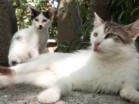 Eyüpsultan'da asitle yaralanan kedilerin tedavileri sürüyor