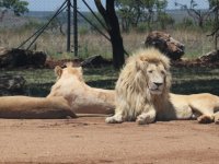 Güney Afrika'da tartışmalı bir turizm sektörü: Tutsak aslan endüstrisi