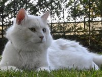 Ankara kedisi "Seymen" yeni yuvası Ayasofya-i Kebir Camii'nde