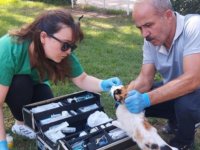 Kepez Belediyesi ekiplerince sokak hayvanlarının sağlık kontrolleri yapılıyor