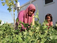 Diyarbakır'da depremzedeler konteynerlerin çevresini sebze bahçesine dönüştürdü