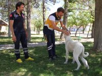 Ayağı yaralı köpek "Mahoni"ye 112 istasyonu çalışanları sahip çıktı