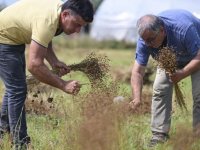 Şile'de çiftçiler, TAKE projesiyle yıllar sonra tekrar keten ekimine başladı