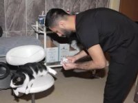 Trabzon'da yaralı bulunan kedinin tedavisi hastanede yapıldı