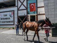 Paha biçilemeyen atlar bu hastanede tedavi ediliyor