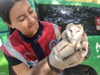 Manisa'da yaralı baykuş, tedavi altına alındı