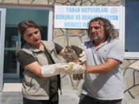 İsrail'de verici takılan gökdoğan kuşu, Van'daki tedavisinin ardından doğaya salındı