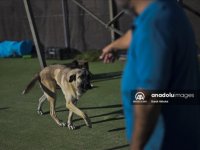 DOSYA HABER/AVRUPA'DA SAHİPSİZ HAYVANLAR - İspanya'da yüz binlercesi terk ediliyor ama sokakta sahipsiz köpek yok
