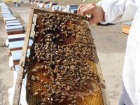 Tunceli'de arıların soktuğu 3 kişi hastaneye kaldırıldı