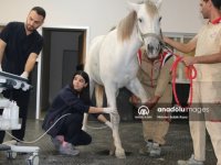 Doğu'nun şampiyon atları sakatlandığında Diyarbakır'da tedavi ediliyor