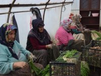 Bilecikli kadınların çamurdan temizlediği yeşil soğan sofraları süslüyor