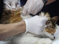Diyarbakır’da 4 Bin 506 Kedi-köpek Aşılandı