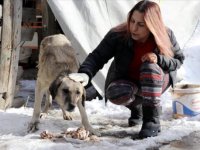 TÜBA, bilim insanlarını sahipsiz hayvanlar için bir araya getirecek