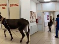 Yalova'da Kaçan Eşek Hastaneye Girdi