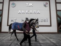 Milyon dolarlık yarış atları, şampiyonluğa hipodrom hastanesinde hazırlanıyor