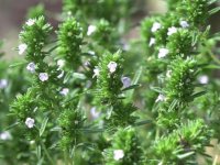 Aydın'da dağın yamacında kekik toplarken rahatsızlanan kişi ekiplerce kurtarıldı