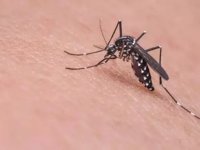 Çin'in Foşan kentinde 4 bin 14 kişiye sivrisinek kaynaklı chikungunya virüsü bulaştı