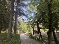 Türkiye'nin ilk arboretumu 66 tür ağaca ev sahipliği yapıyor