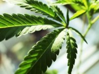 Fas, tıbbi Hint kenevirinin ilk ihracatını Avustralya’ya yaptı