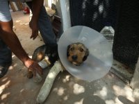 Balıkesir Sındırgı'daki depremde düşen molozun altında kalarak yaralanan köpek tedavi edildi