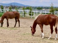 Osmaniyeli yetiştirici, yarışlara hazırladığı atları kas gelişimi için 6 ay yaylada bırakıyor