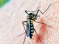 İngiltere'de sivrisinek kaynaklı chikungunya virüsü vakaları iki kattan fazla arttı
