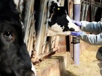 Hakkari'de şap hastalığına karşı uygulanan karantina tedbirleri kaldırıldı