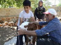 Solunum sıkıntısı yaşayan buzağıya "bebek" bakımı