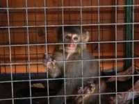 Hatay'da maymuna kötü muamelede bulunan kişi hakkında işlem başlatıldı