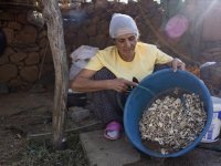 Köylülerin kengerden ürettiği sakızın kilogramı 5 bin liradan alıcı buluyor