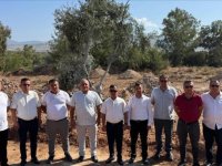YK Enerji, santral sahalarındaki 151 zeytin ağacını yeni yerine taşıdı