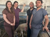 Balıkesir Üniversitesinde koyunlarda sezaryenle canlı doğum oranı artırılıyor
