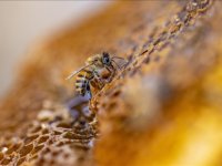 Arıcılık sektörü, katma değerli arı ürünlerinin desteklenmesini bekliyor