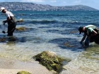 Karadeniz kıyılarında oluşan yosunlardan gübre üretildi