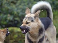 Enfeksiyon Hastalıkları ve Klinik Mikrobiyoloji Uzmanlık Derneğinden Dünya Kuduz Günü açıklaması: