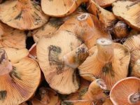 Kastamonu İl Sağlık Müdürlüğünden mantar zehirlenmesi uyarısı