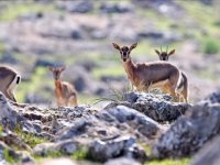 DKMP'de 13 yılda yaklaşık 73 bin yaban hayvanı tedavi edilerek doğaya salındı