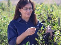 "Süper meyve" aronya Bayburt topraklarına uyum sağladı