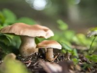 Kastamonu'da mantardan zehirlenen çift hastaneye kaldırıldı